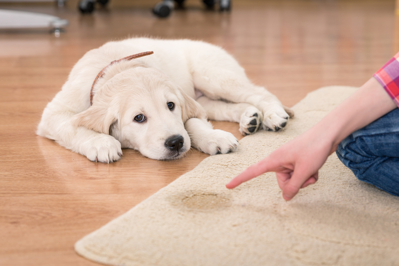 upholstery cleaning upholstery cleaners